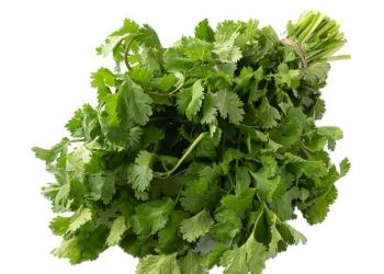 cilantro